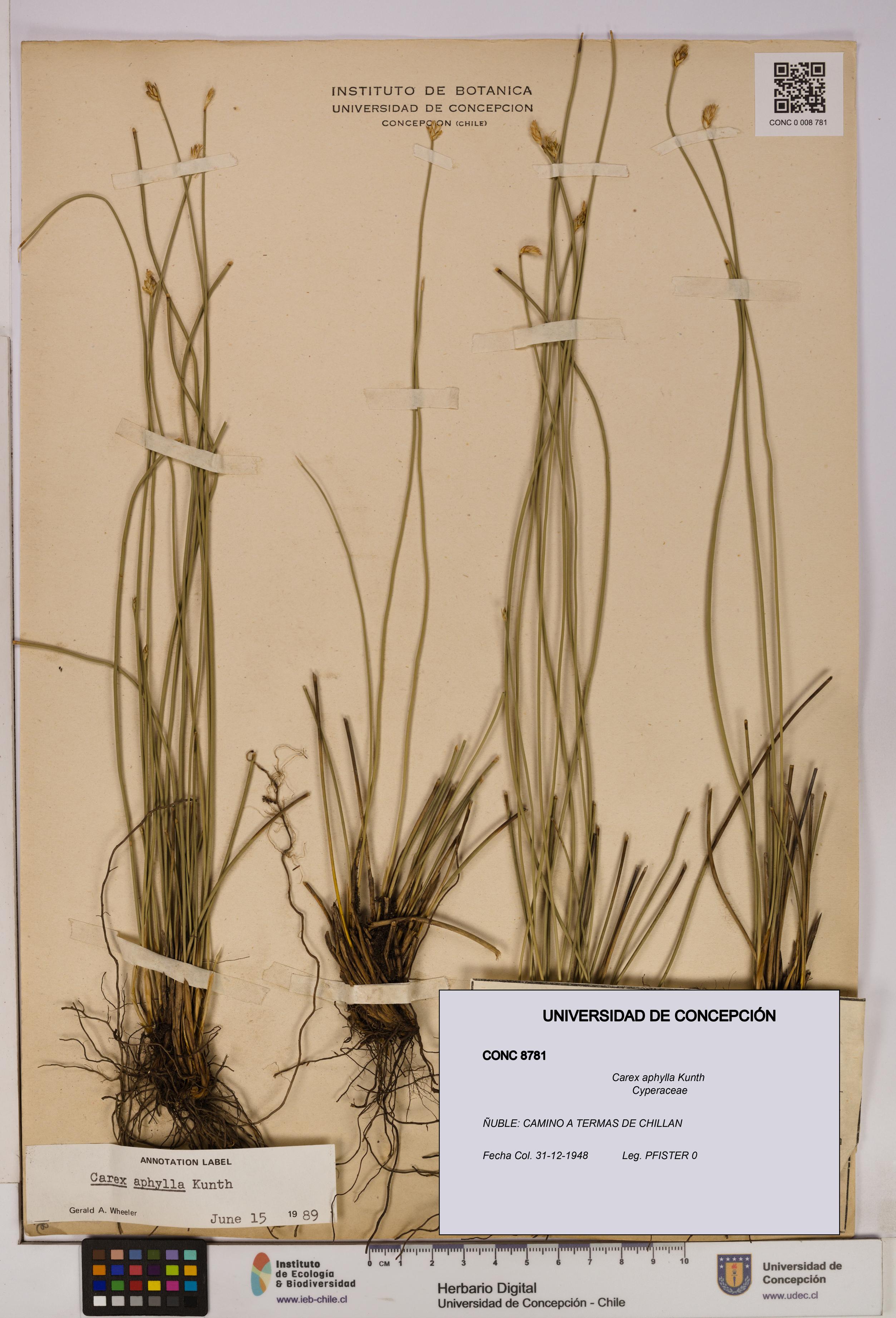 Carex aphylla [Espécimen: UDEC:CONC:0008781]