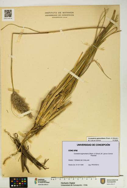 Cortaderia egmontiana [Espécimen: UDEC:CONC:0008782]