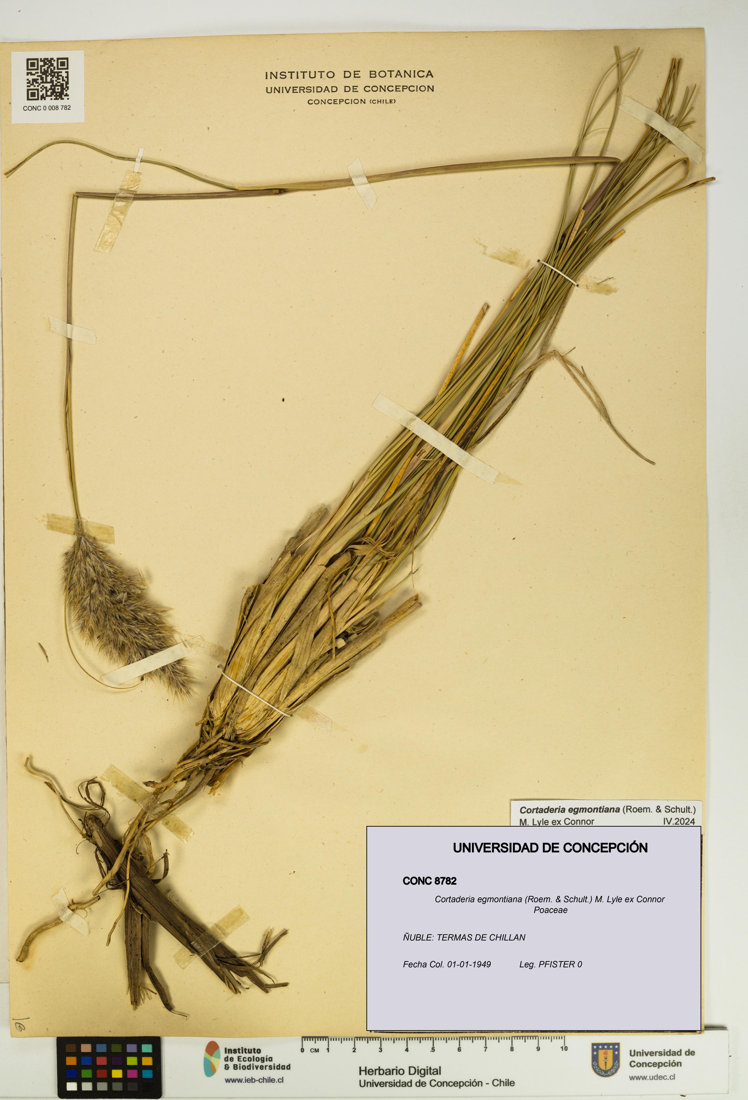 Cortaderia egmontiana [Espécimen: UDEC:CONC:0008782]