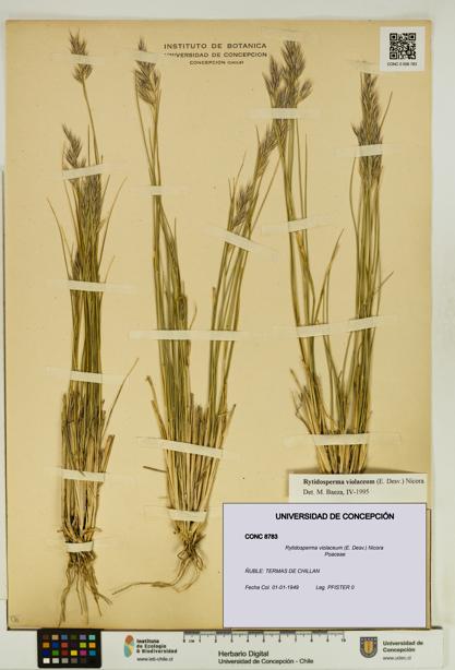 Rytidosperma violaceum [Espécimen: UDEC:CONC:0008783]