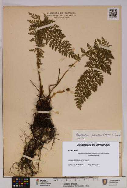 Polystichum plicatum [Espécimen: UDEC:CONC:0008785]