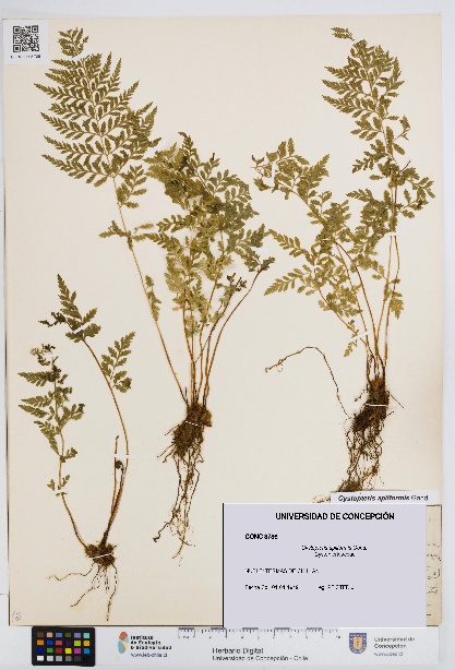 Cystopteris apiiformis [Espécimen: UDEC:CONC:0008786]