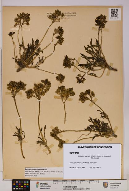 Cistanthe arenaria [Espécimen: UDEC:CONC:0008788]