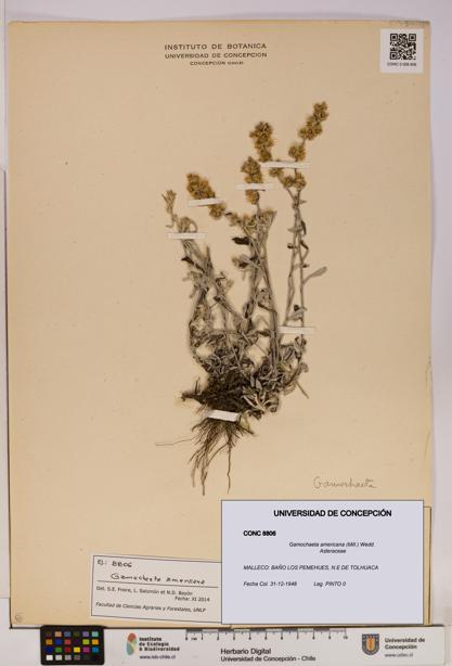 Gamochaeta americana [Espécimen: UDEC:CONC:0008806]