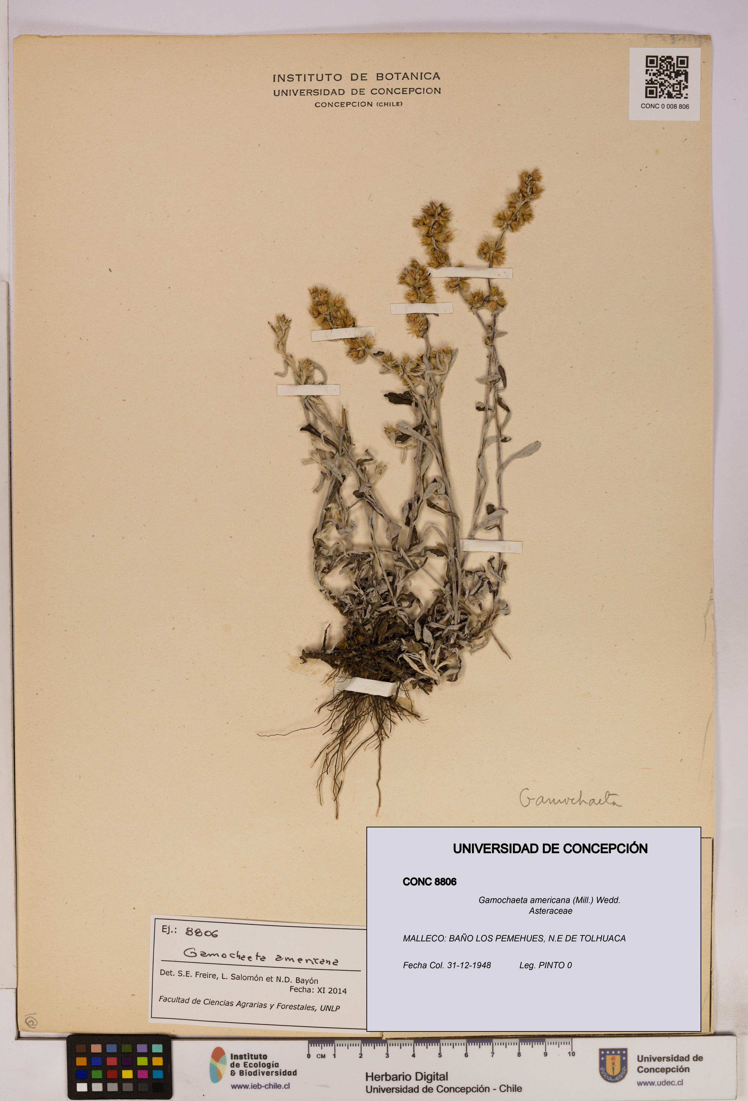 Gamochaeta americana [Espécimen: UDEC:CONC:0008806]