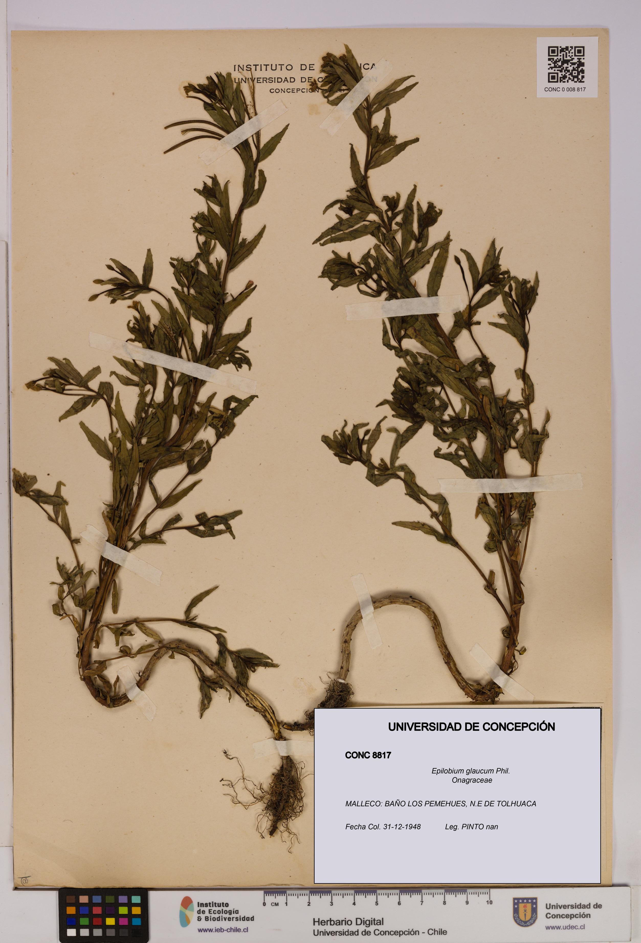 Epilobium glaucum [Espécimen: UDEC:CONC:0008817]