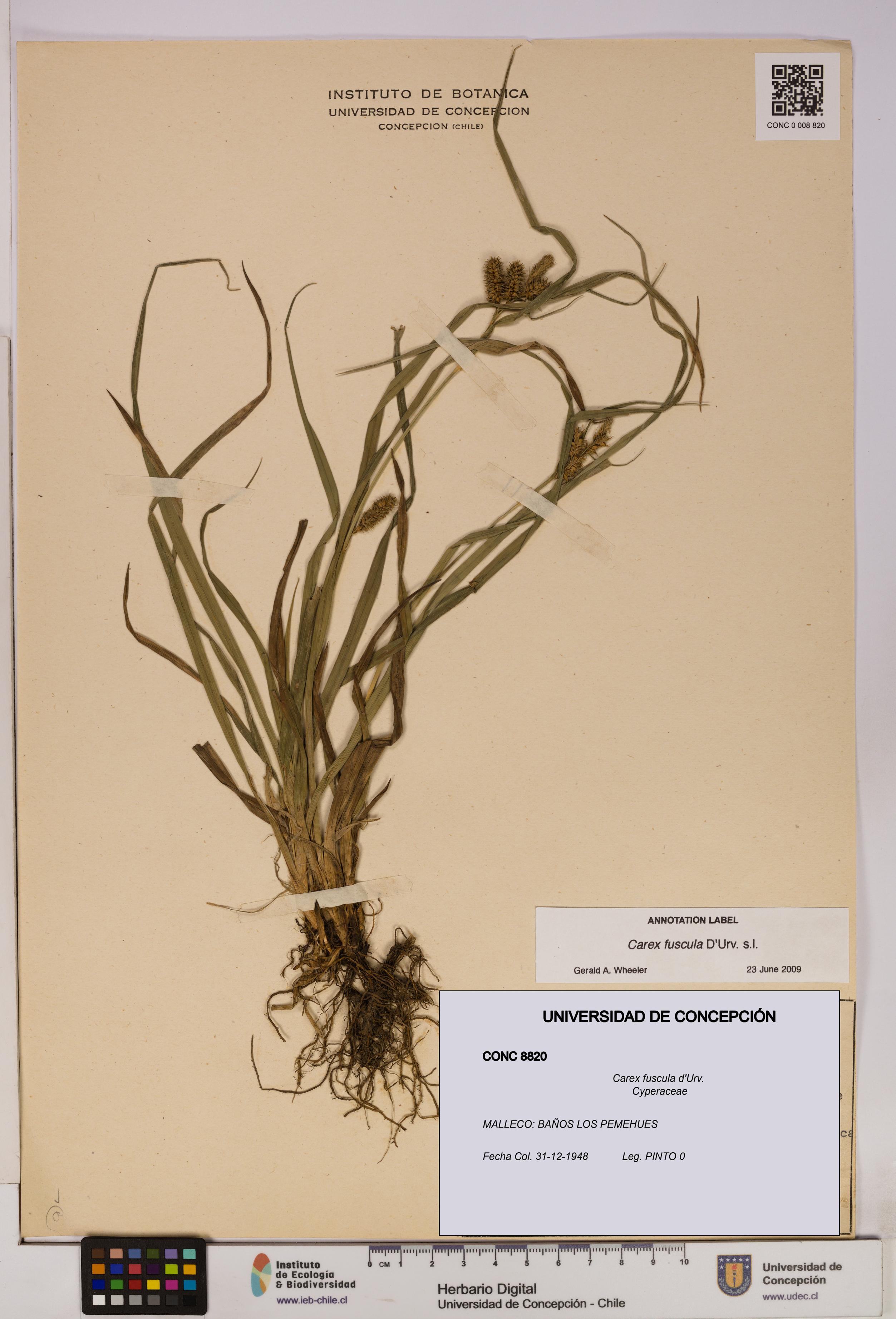 Carex fuscula [Espécimen: UDEC:CONC:0008820]