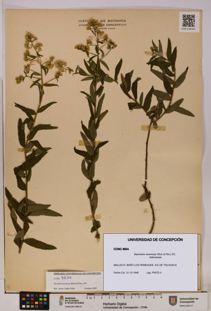 Baccharis racemosa [Espécimen: UDEC:CONC:0008824]