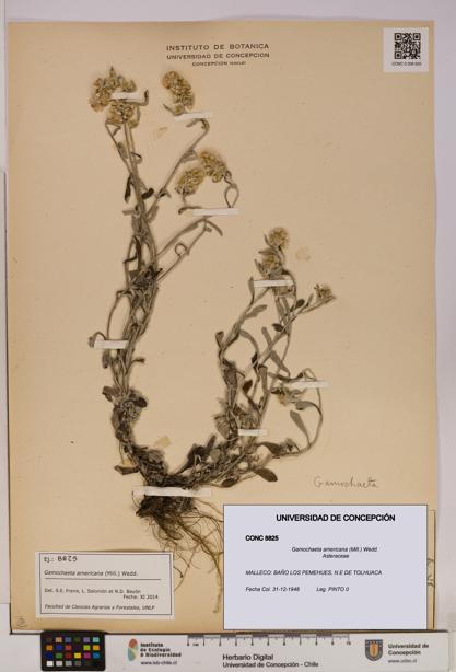 Gamochaeta americana [Espécimen: UDEC:CONC:0008825]