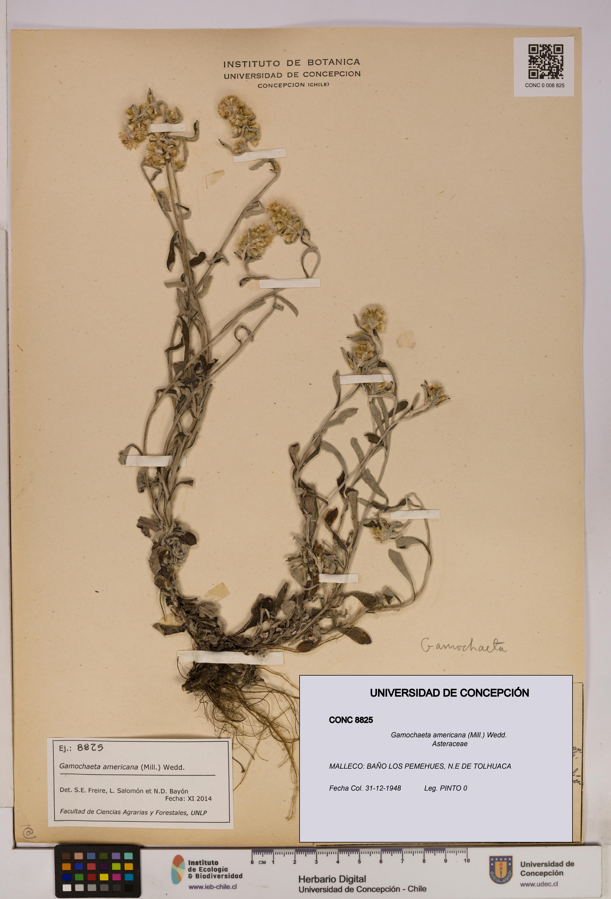 Gamochaeta americana [Espécimen: UDEC:CONC:0008825]