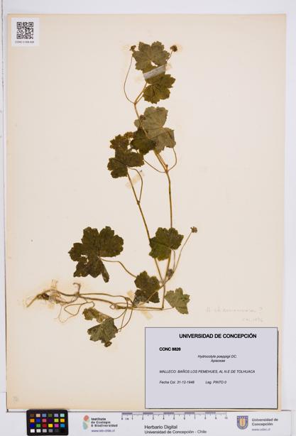 Hydrocotyle poeppigii [Espécimen: ]