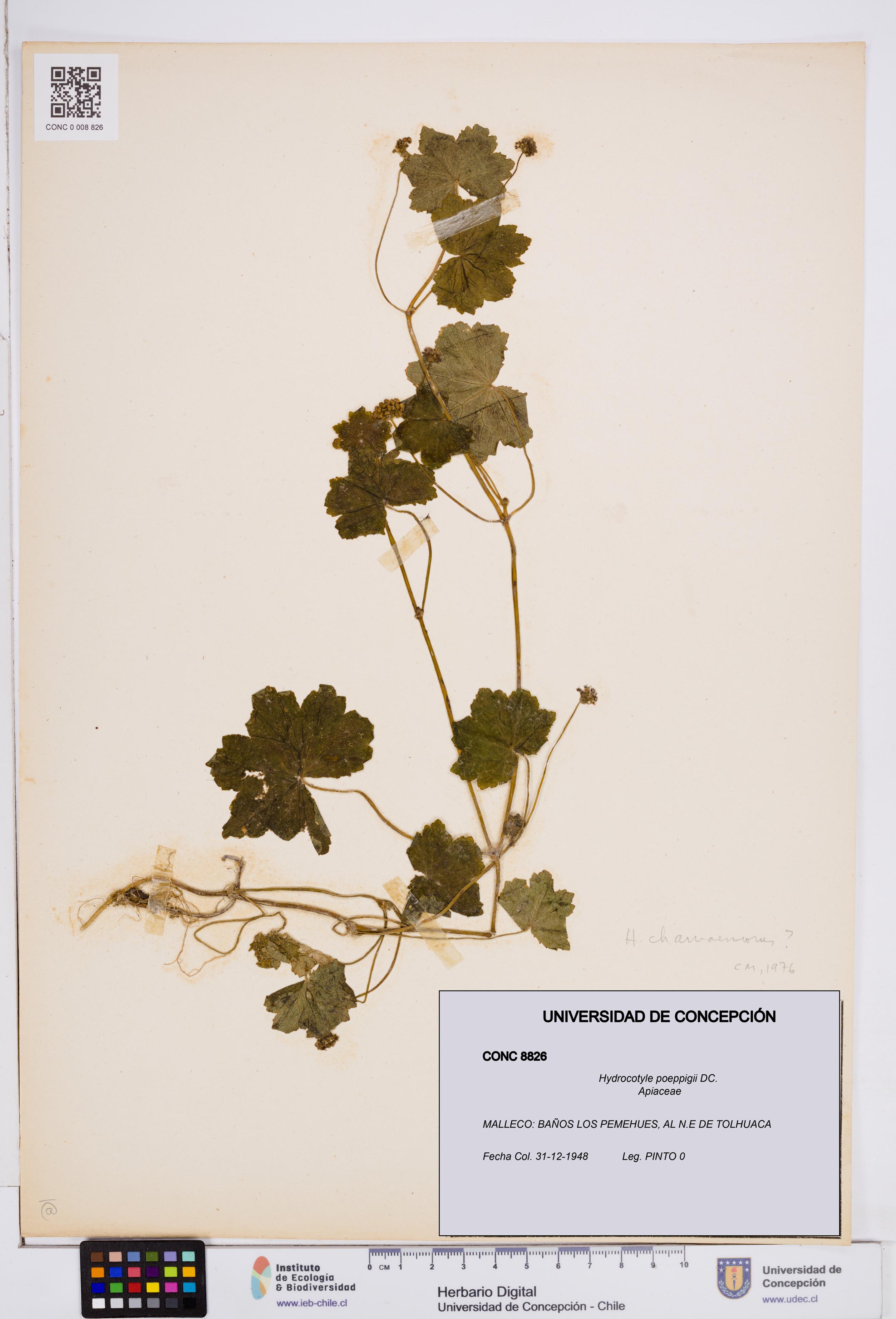 Hydrocotyle poeppigii [Espécimen: ]