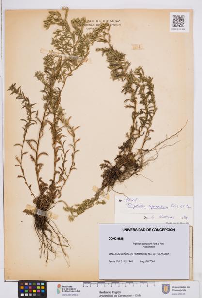 Triptilion spinosum [Espécimen: ]