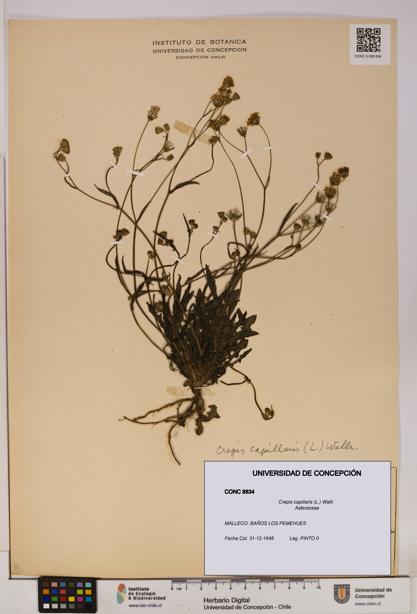 Crepis capillaris [Espécimen: UDEC:CONC:0008834]
