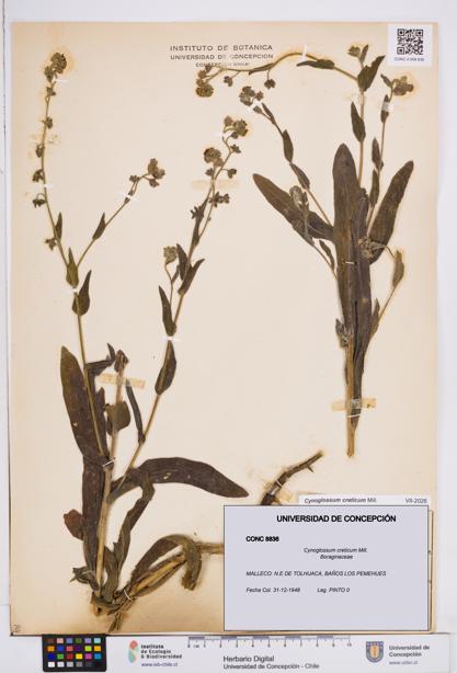 Cynoglossum creticum [Espécimen: ]