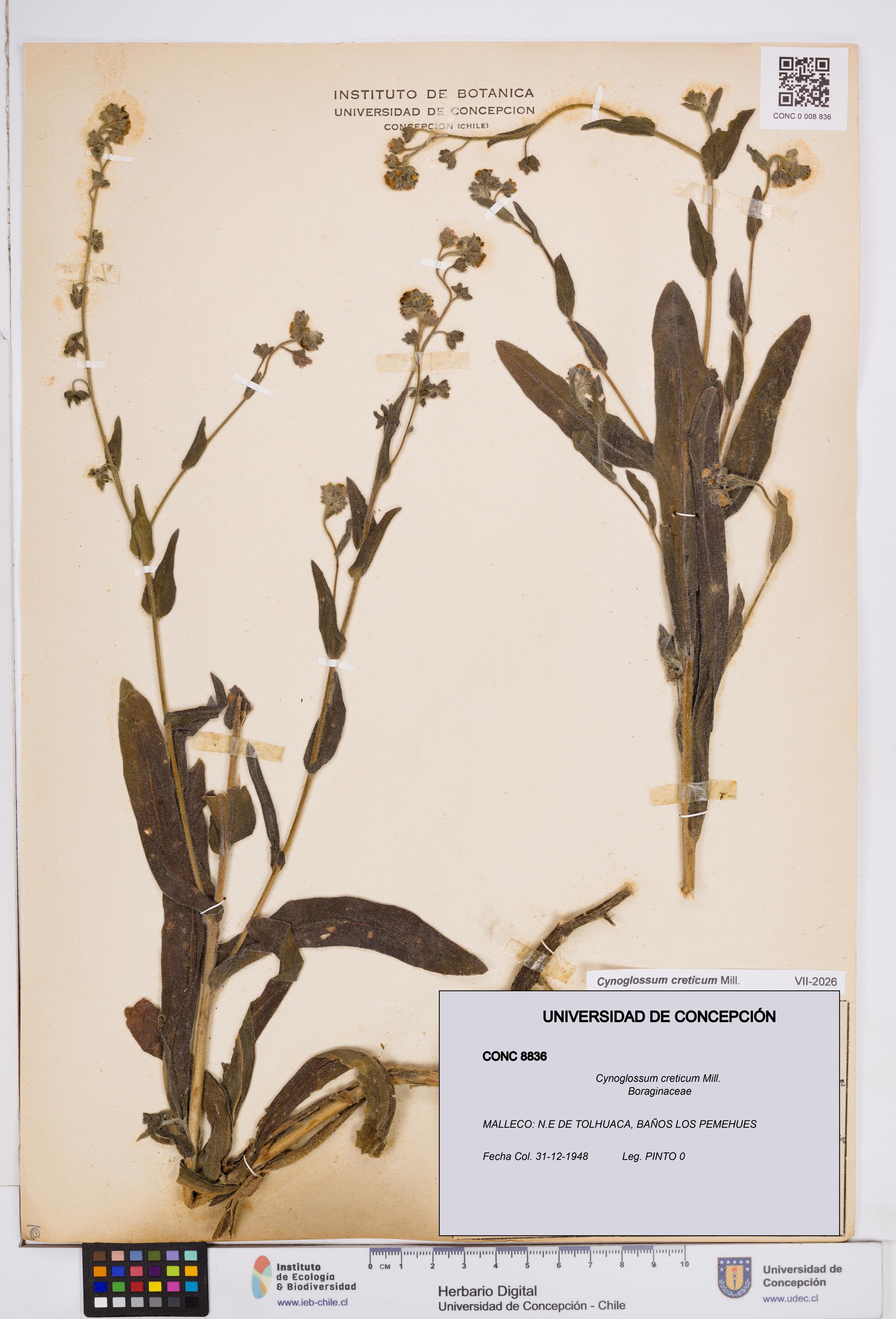 Cynoglossum creticum [Espécimen: ]