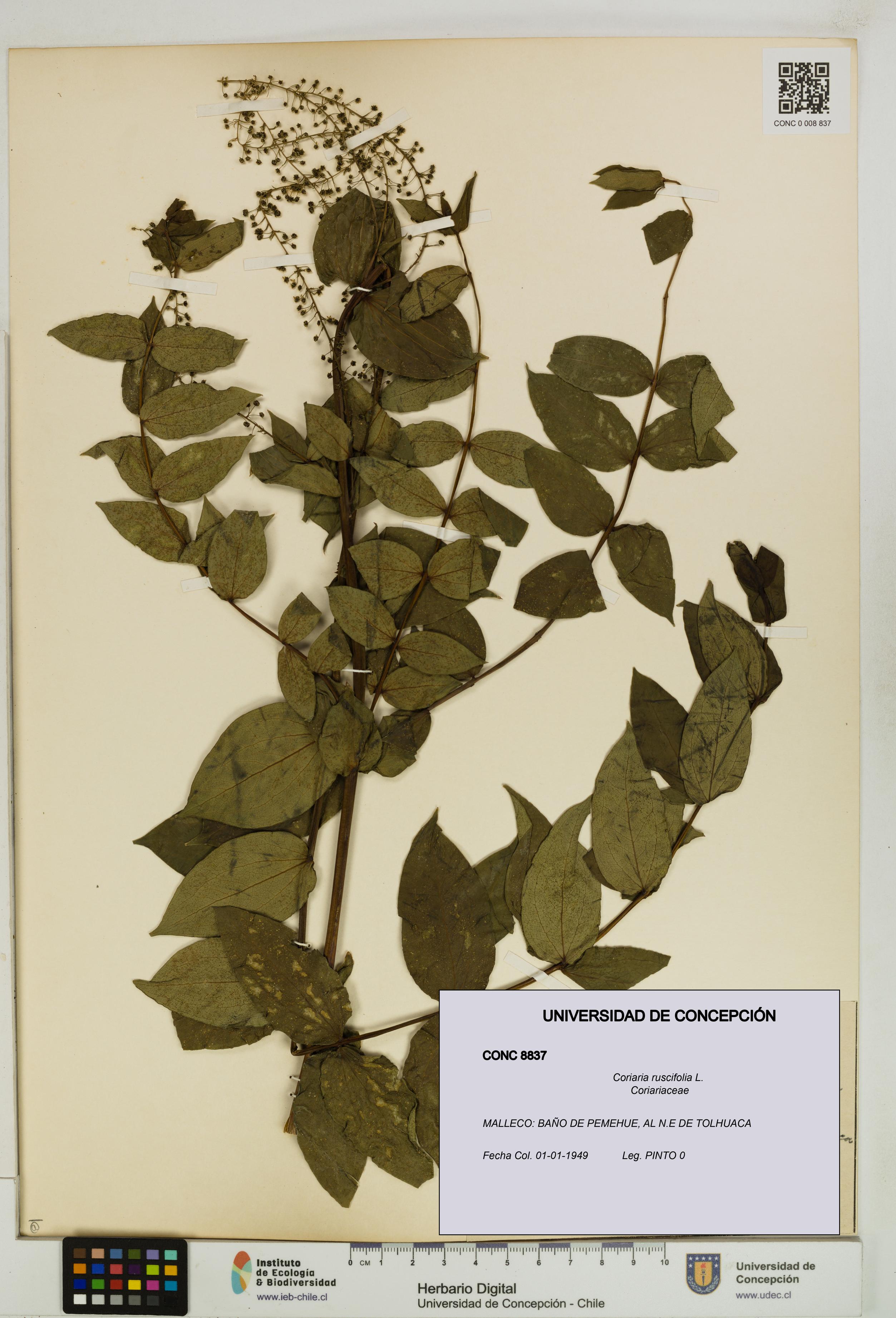 Coriaria ruscifolia [Espécimen: ]
