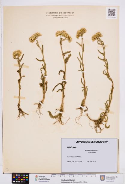 Achillea millefolium [Espécimen: ]