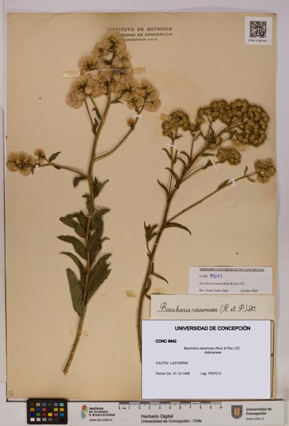Baccharis racemosa [Espécimen: UDEC:CONC:0008842]