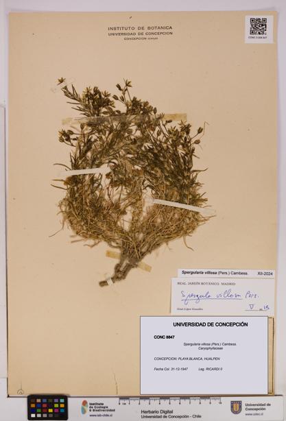 Spergularia villosa [Espécimen: UDEC:CONC:0008847]