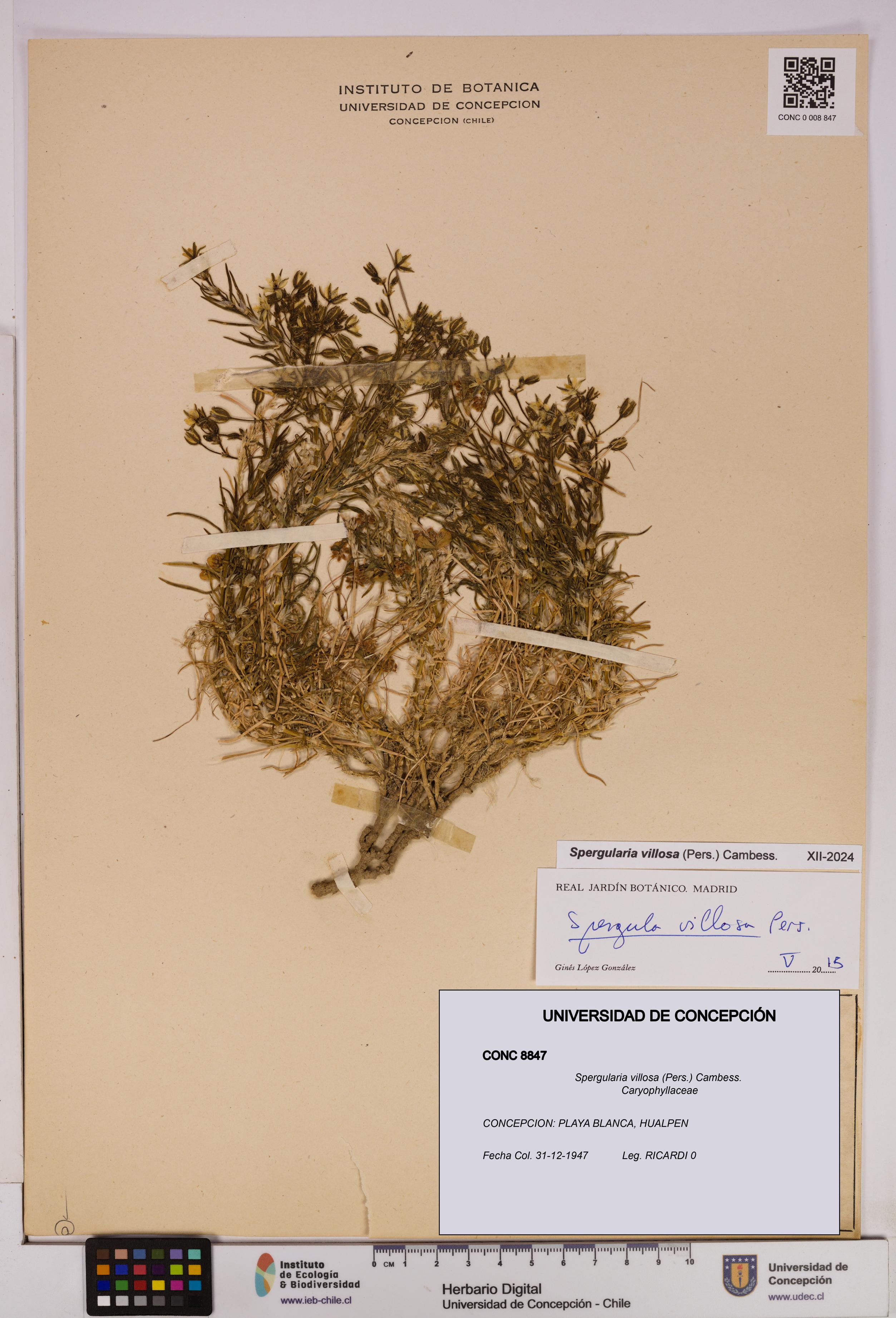 Spergularia villosa [Espécimen: UDEC:CONC:0008847]