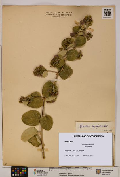 Proustia pyrifolia [Espécimen: UDEC:CONC:0008852]