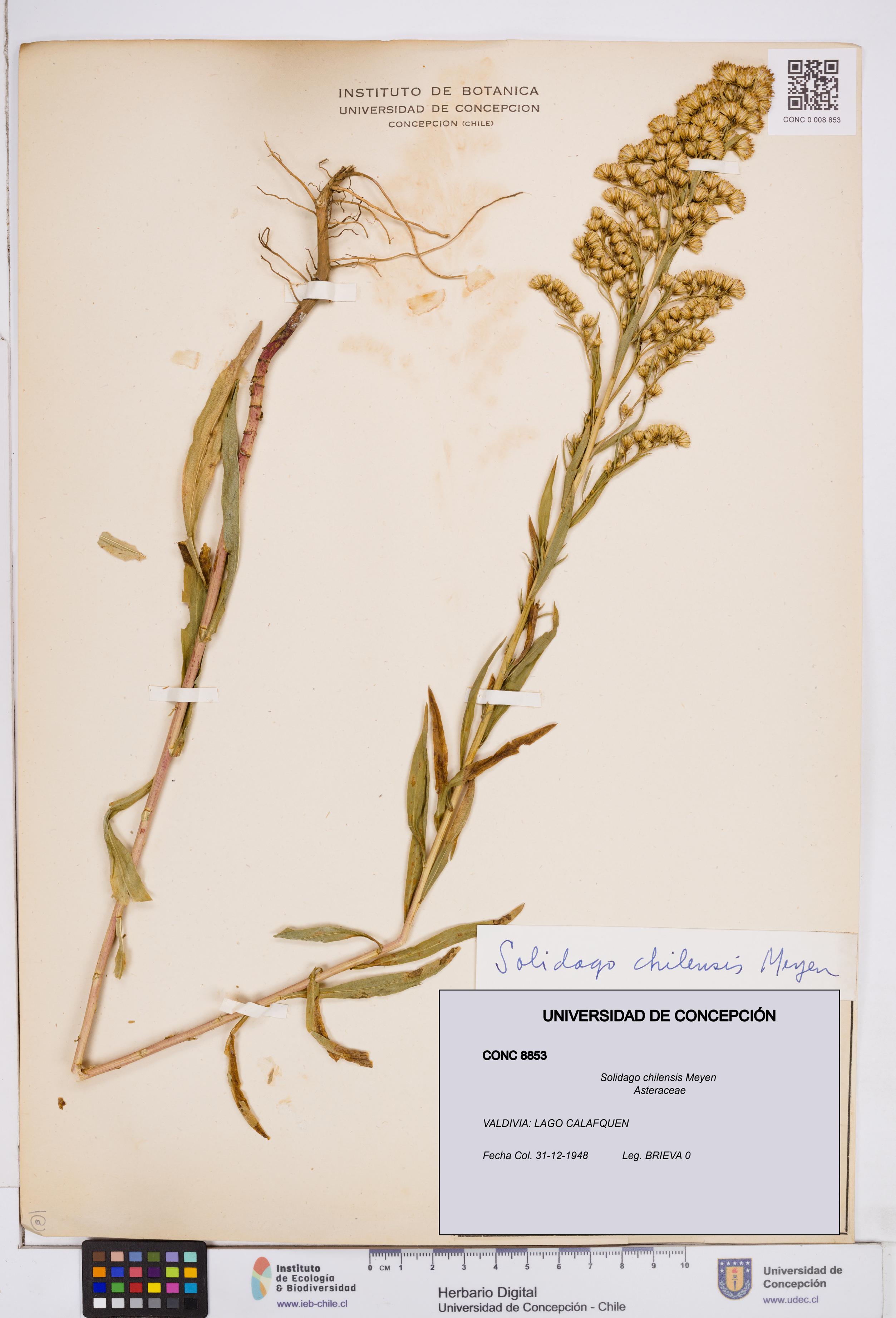 Solidago chilensis [Espécimen: ]
