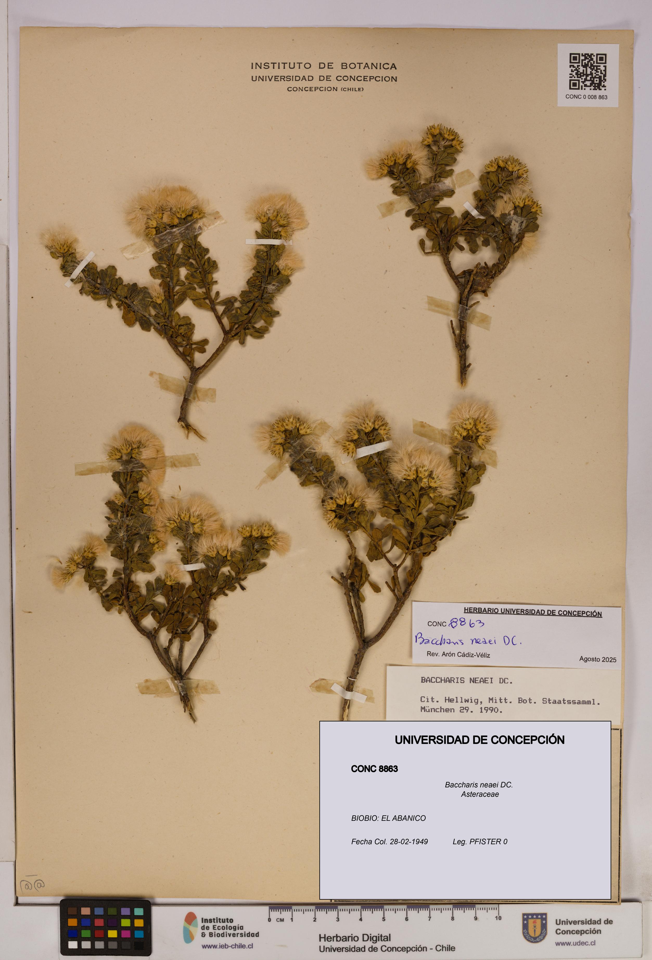 Baccharis neaei [Espécimen: UDEC:CONC:0008863]