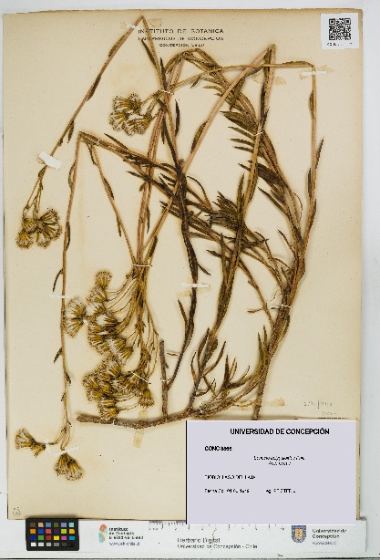 Senecio polygaloides [Espécimen: UDEC:CONC:0008866]