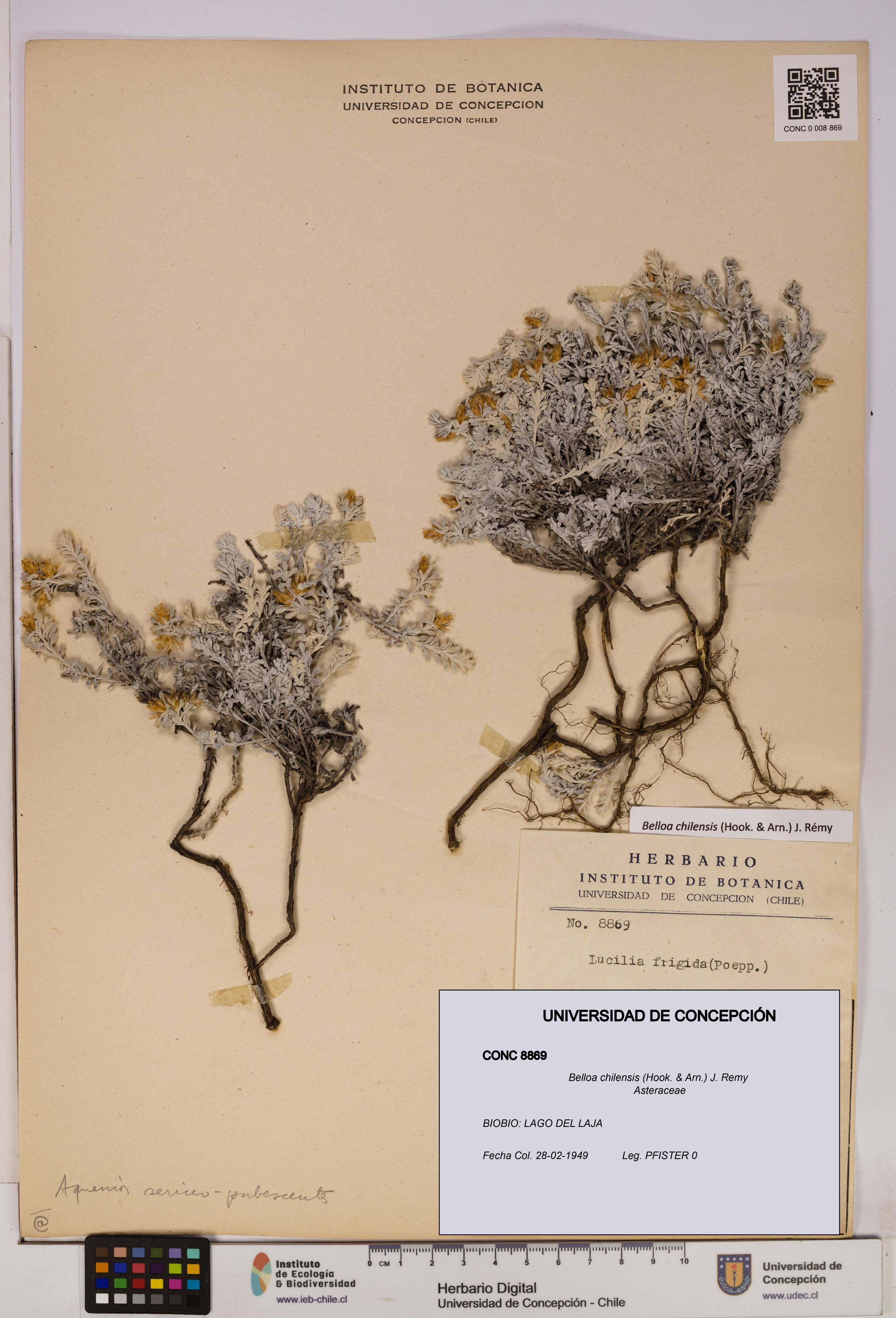 Belloa chilensis [Espécimen: UDEC:CONC:0008869]