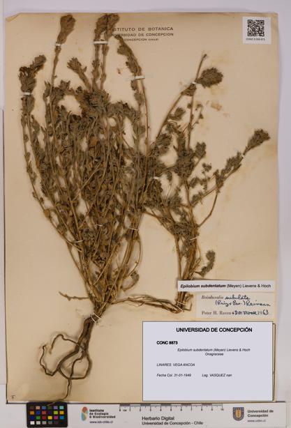 Epilobium subdentatum [Espécimen: UDEC:CONC:0008873]