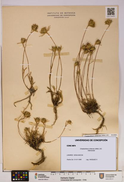 Chaetanthera chilensis [Espécimen: UDEC:CONC:0008874]