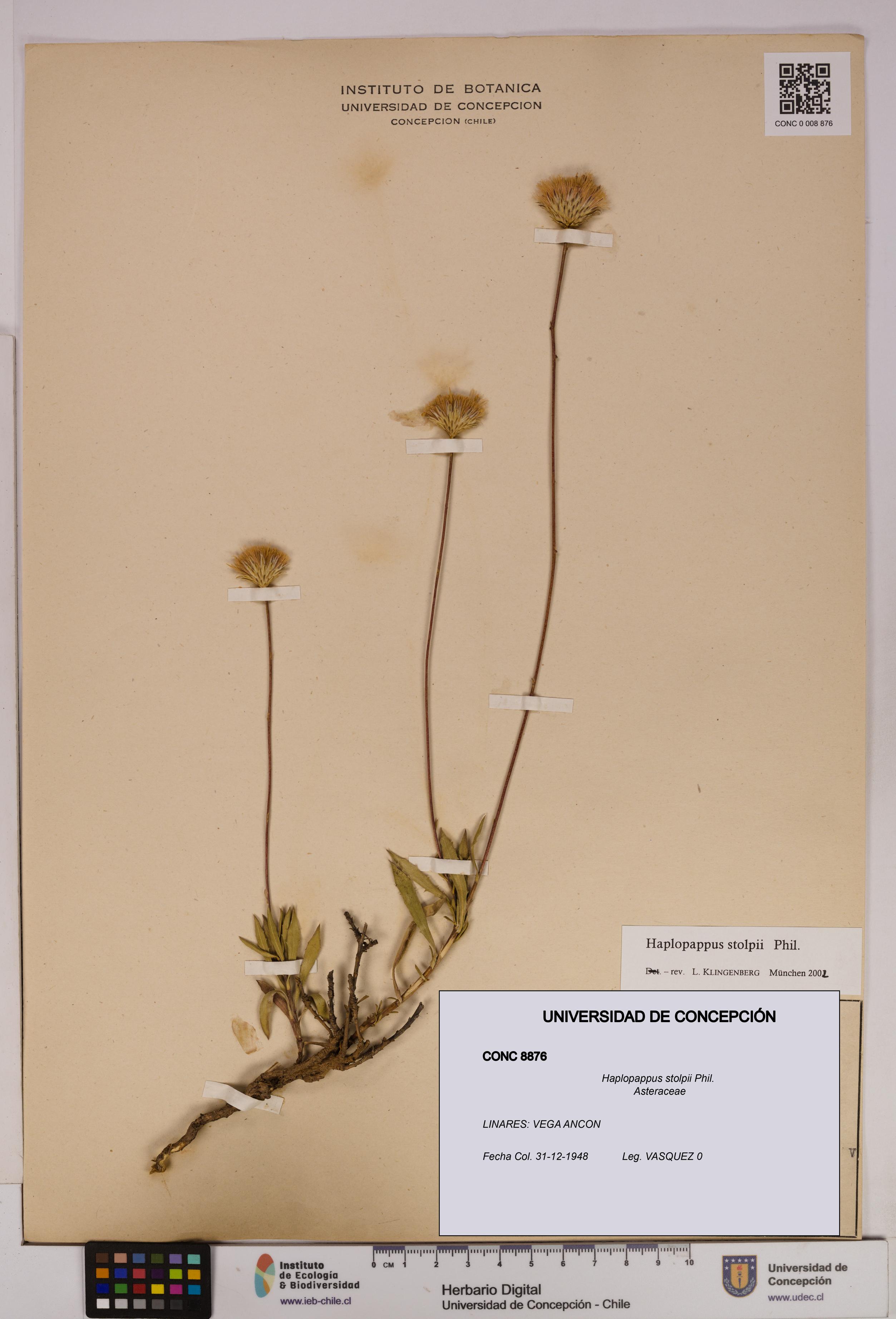 Haplopappus stolpii [Espécimen: UDEC:CONC:0008876]