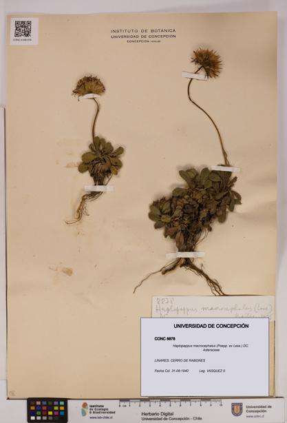 Haplopappus macrocephalus [Espécimen: UDEC:CONC:0008878]