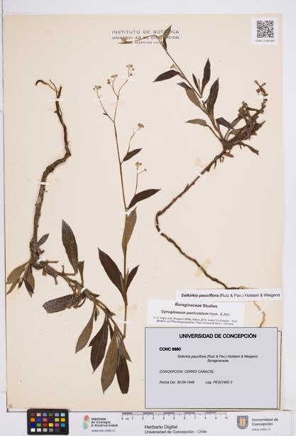 Selkirkia pauciflora [Espécimen: ]