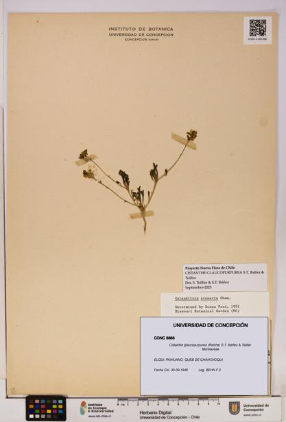 Cistanthe glaucopurpurea [Espécimen: UDEC:CONC:0008888]