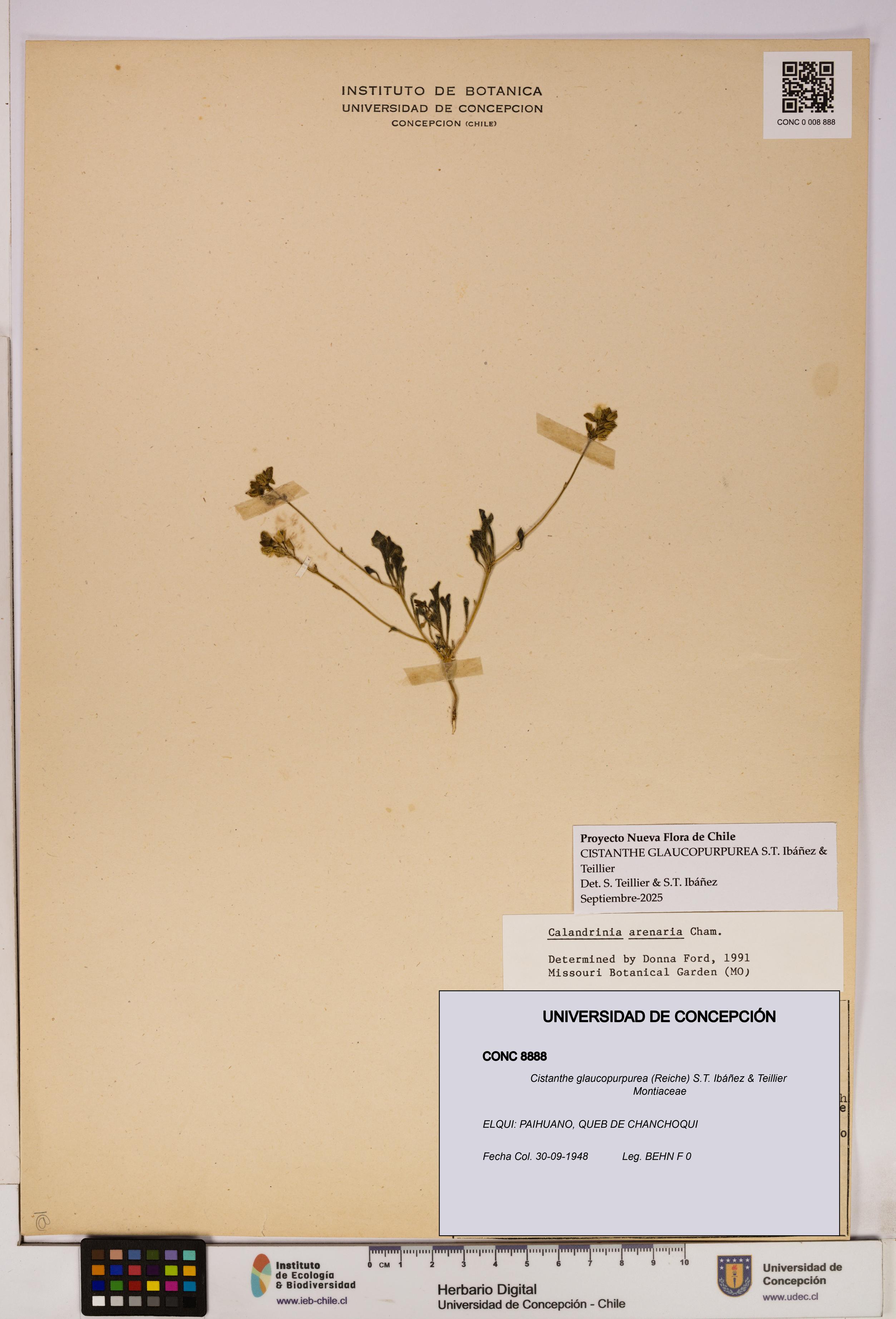 Cistanthe glaucopurpurea [Espécimen: UDEC:CONC:0008888]