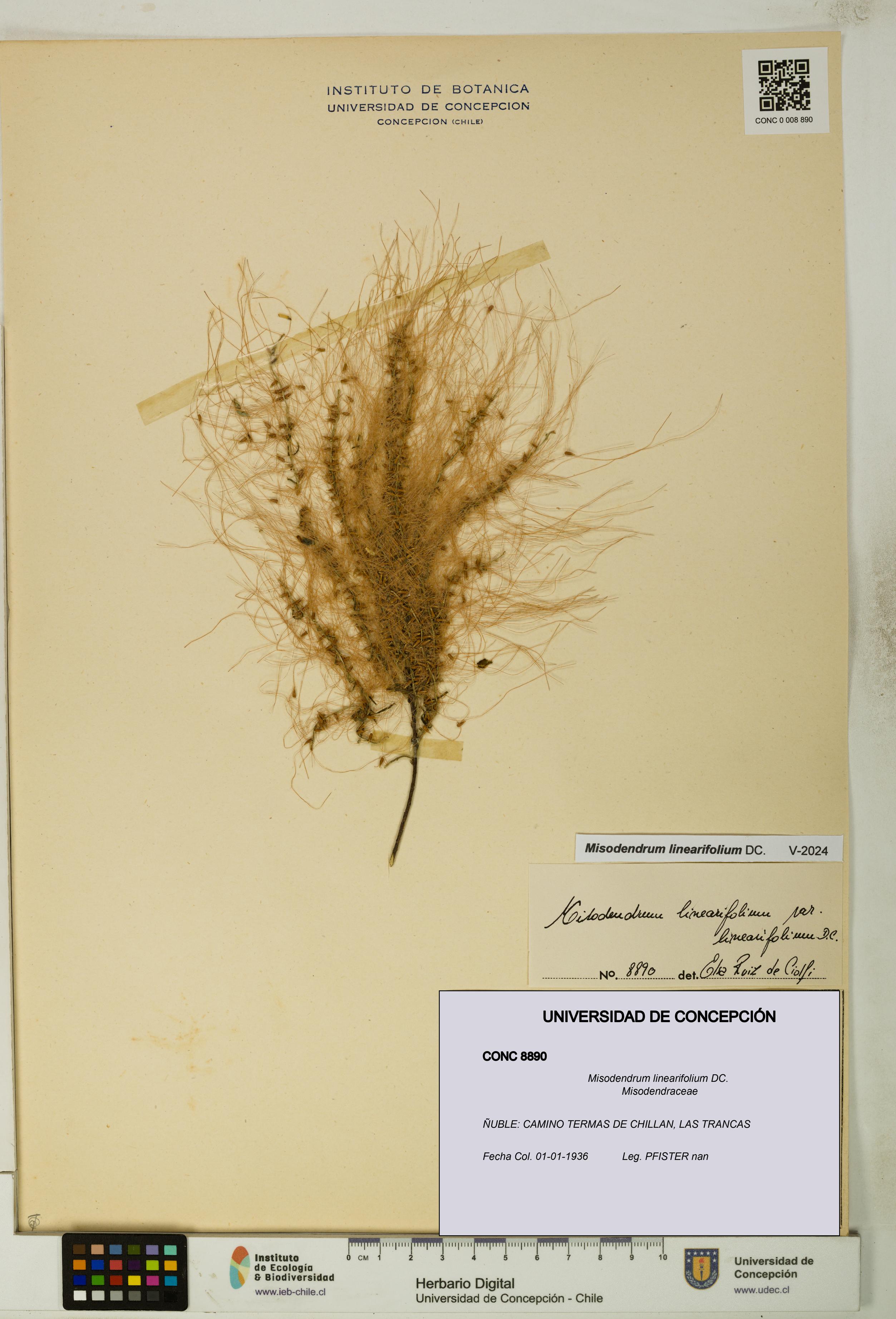 Misodendrum linearifolium [Espécimen: UDEC:CONC:0008890]