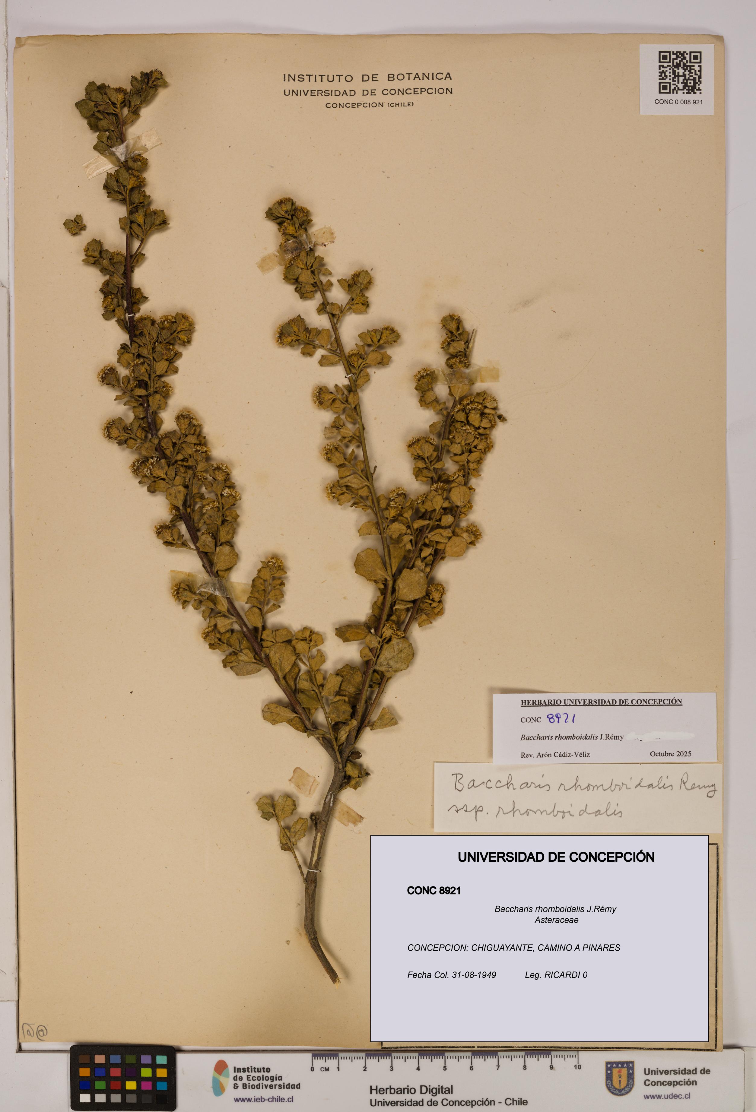 Baccharis rhomboidalis [Espécimen: UDEC:CONC:0008921]