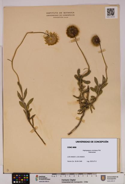 Haplopappus uncinatus [Espécimen: UDEC:CONC:0008939]