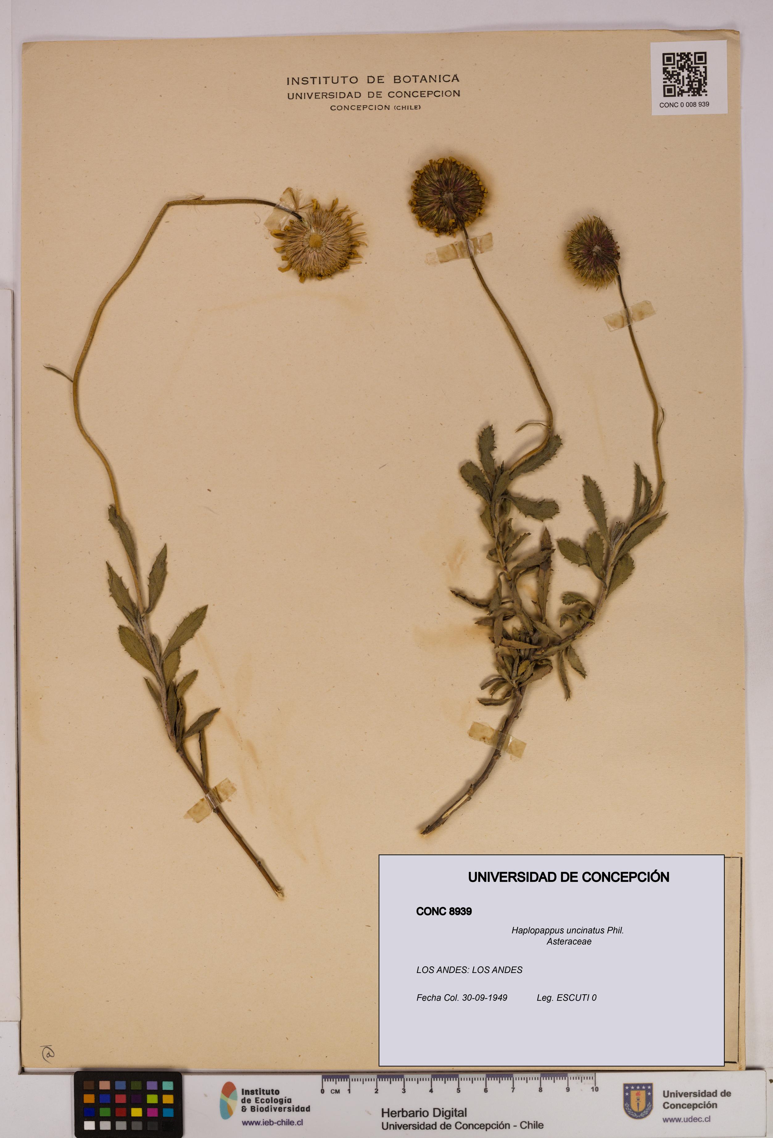 Haplopappus uncinatus [Espécimen: UDEC:CONC:0008939]