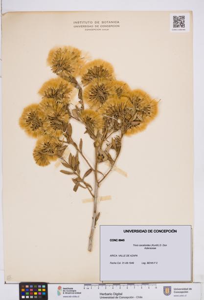 Trixis cacalioides [Espécimen: ]