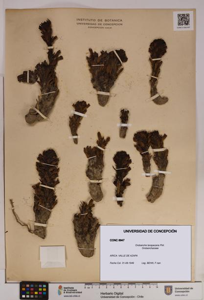 Orobanche tarapacana [Espécimen: UDEC:CONC:0008947]