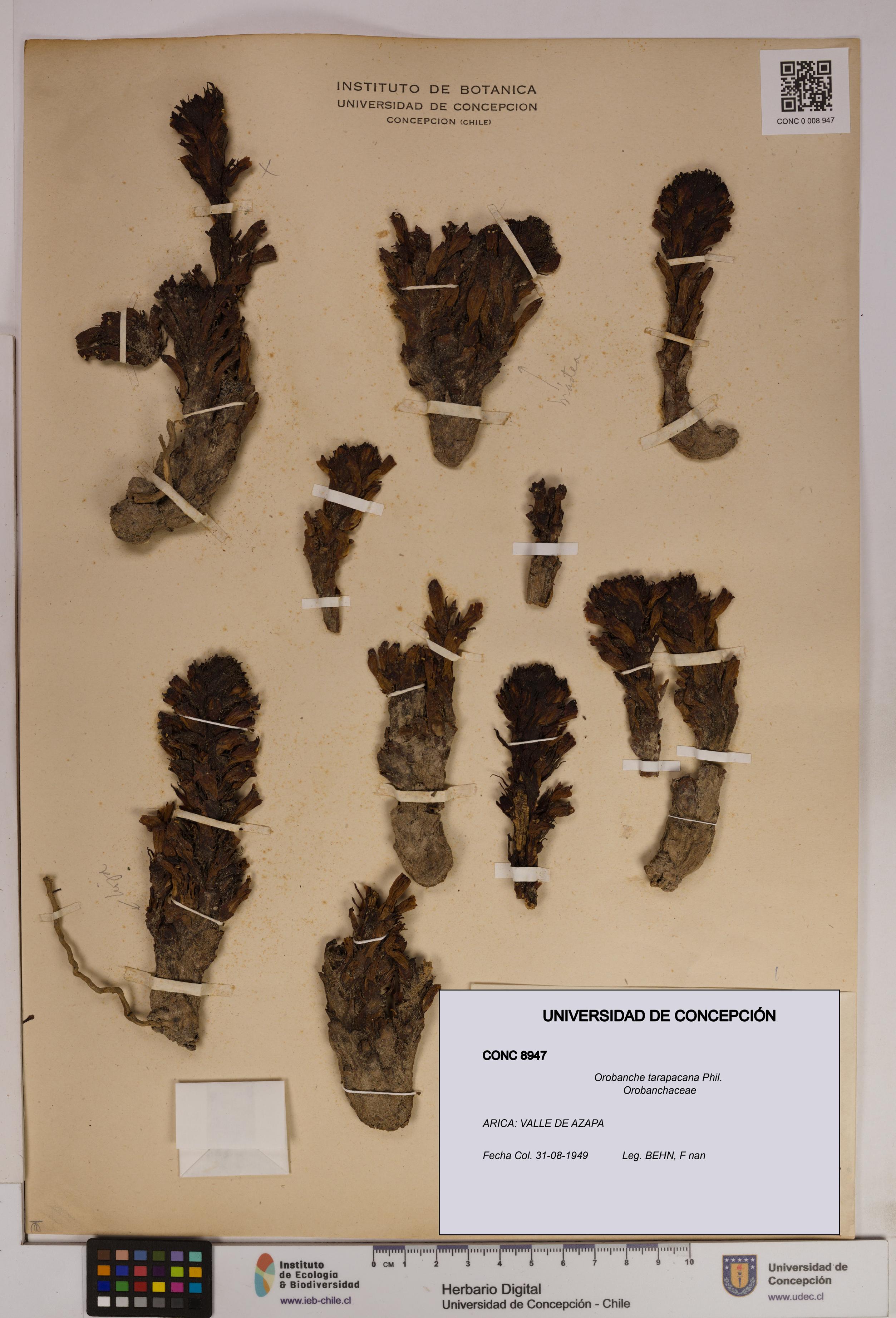 Orobanche tarapacana [Espécimen: UDEC:CONC:0008947]