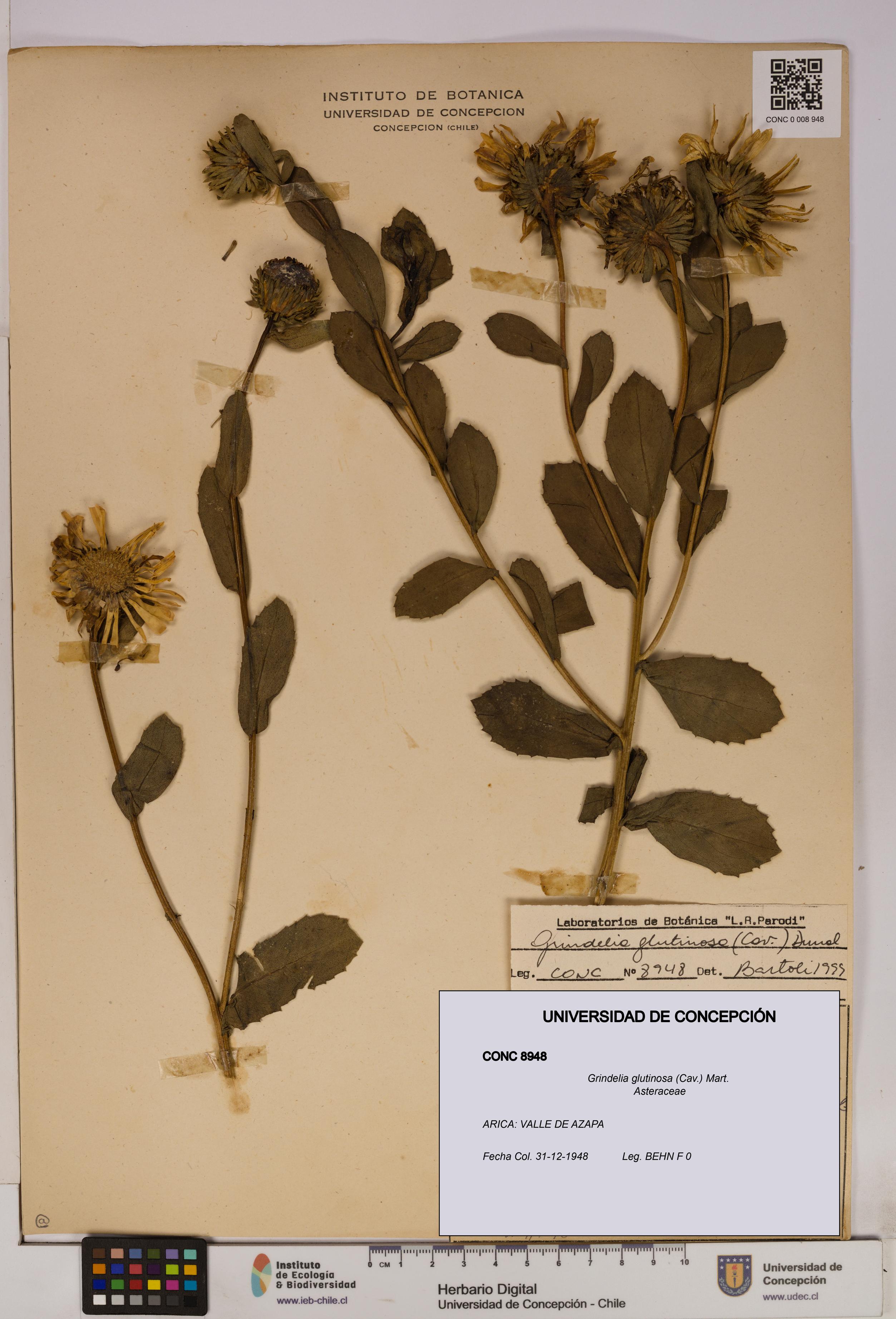 Grindelia glutinosa [Espécimen: UDEC:CONC:0008948]