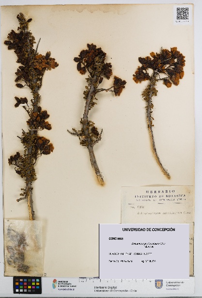 Balsamocarpon brevifolium [Espécimen: UDEC:CONC:0008958]