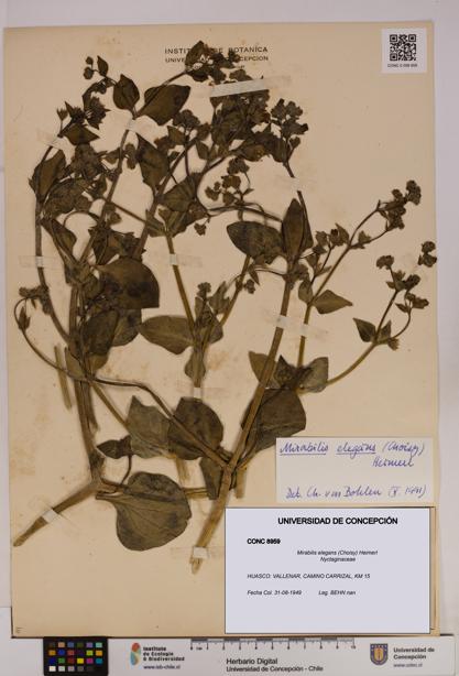 Mirabilis elegans [Espécimen: UDEC:CONC:0008959]