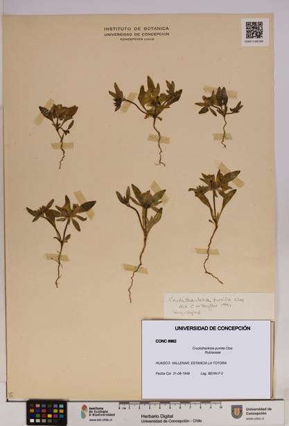 Cruckshanksia pumila [Espécimen: UDEC:CONC:0008962]