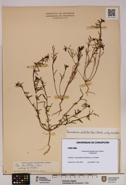 Camissonia dentata [Espécimen: UDEC:CONC:0008964]