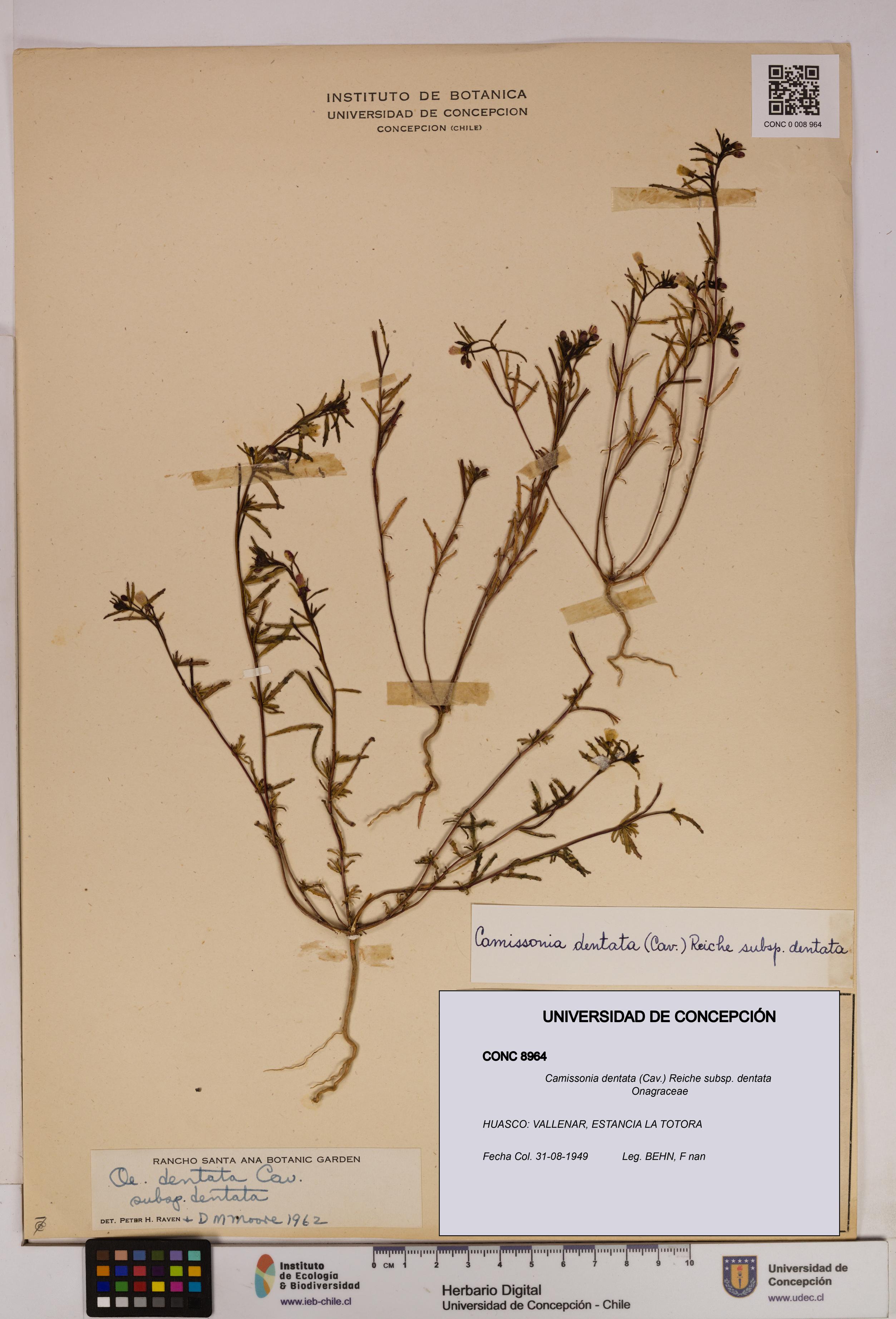 Camissonia dentata [Espécimen: UDEC:CONC:0008964]